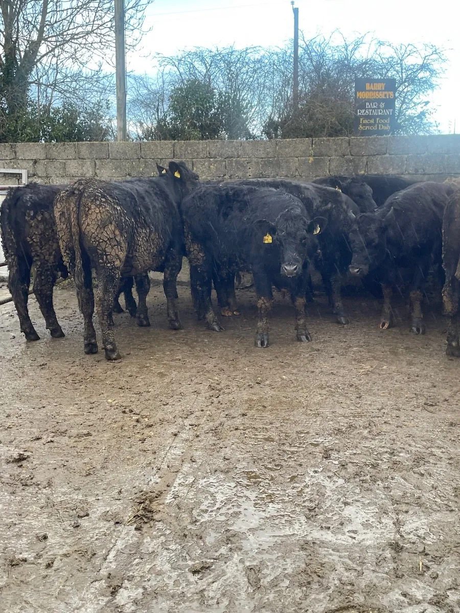 Angus bullocks for sale - Image 4