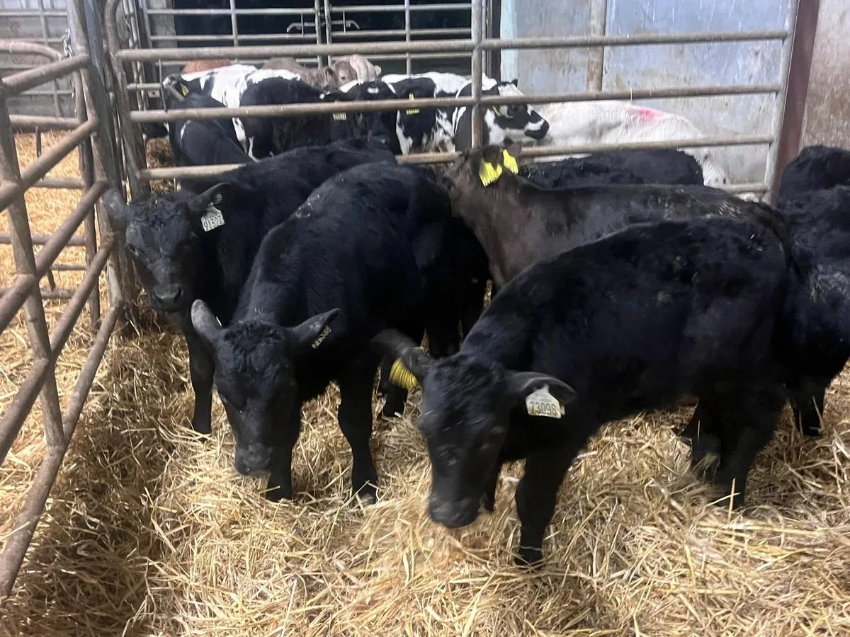 10 reared Angus bulls - Image 1