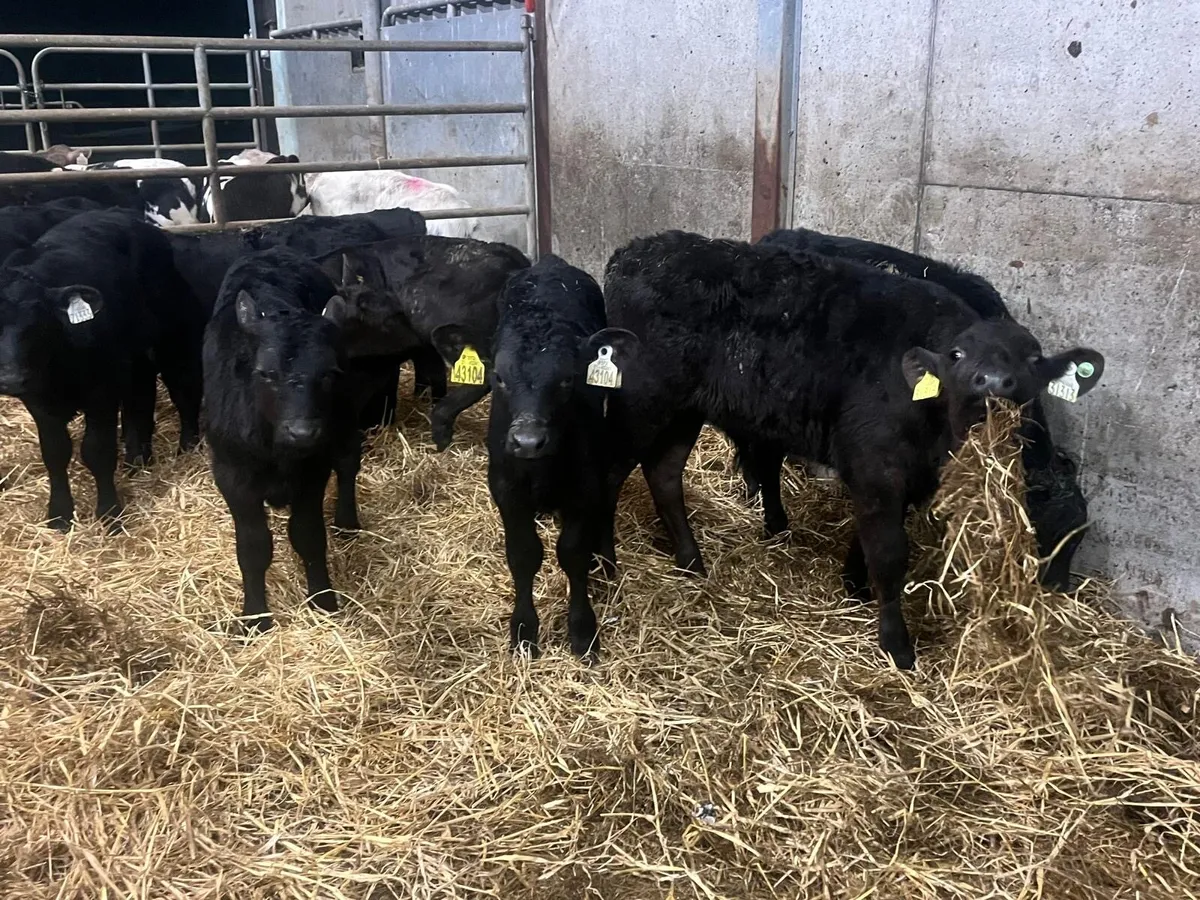 10 reared Angus bulls - Image 3