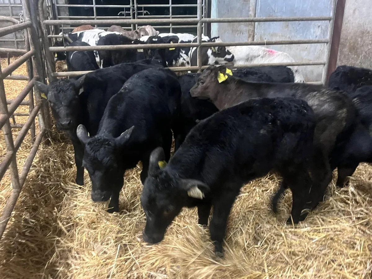 10 reared Angus bulls - Image 2