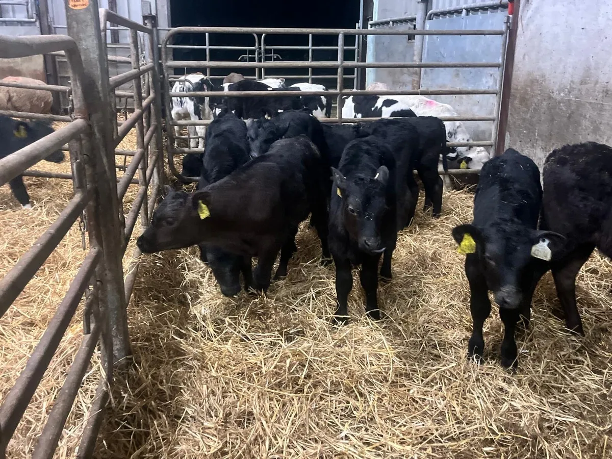 10 reared Angus bulls - Image 4