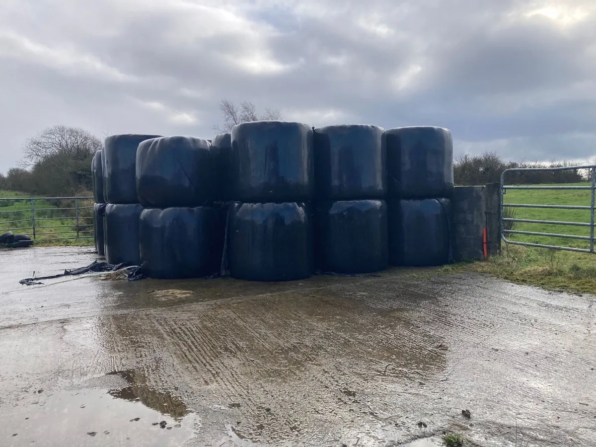 Silage bales - Image 2