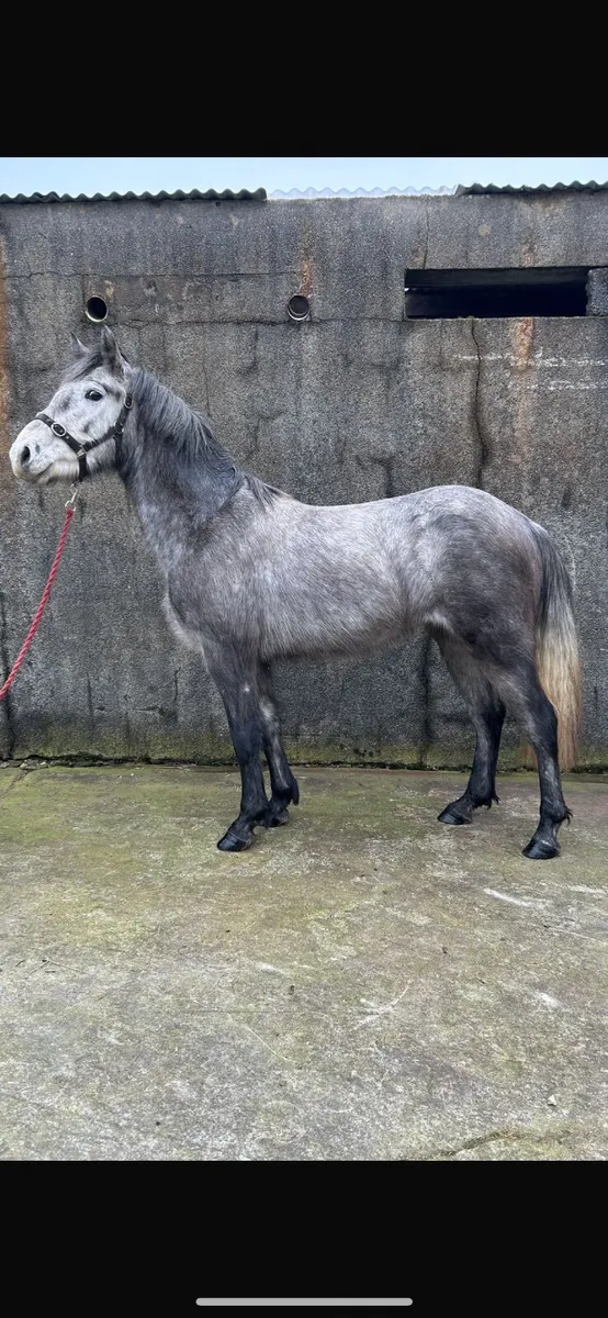 LOT 346 CLIFDEN Sales - Image 1