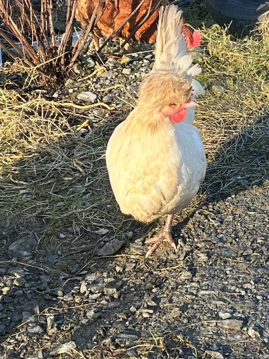 Bantam hens - Image 2