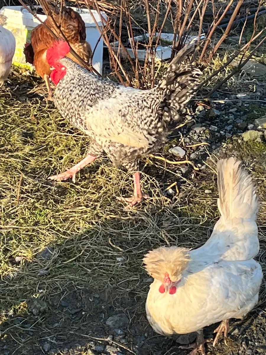 Bantam hens - Image 3
