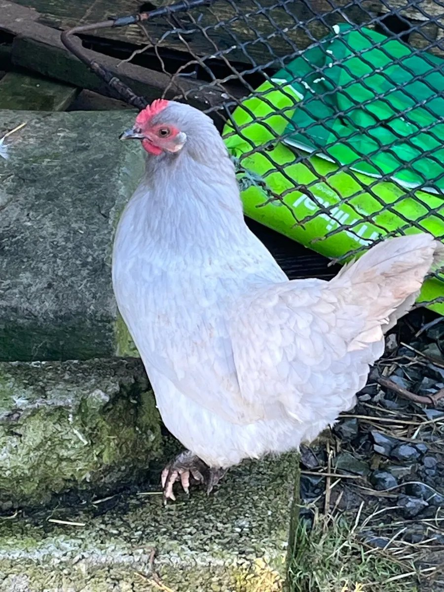 Bantam hens - Image 4