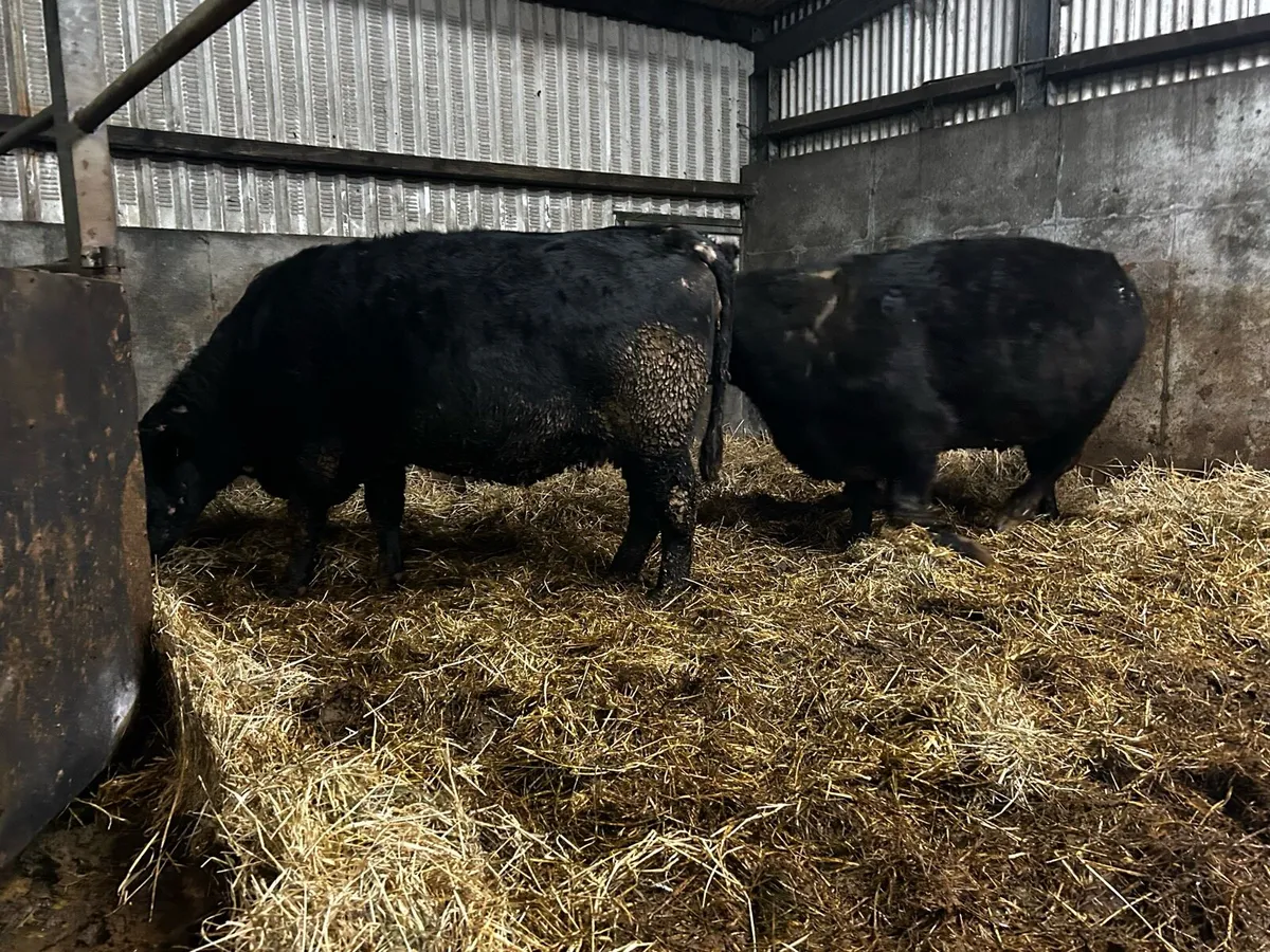 Two Super 5 Star Pedigree Angus In-Calf Cows - Image 4