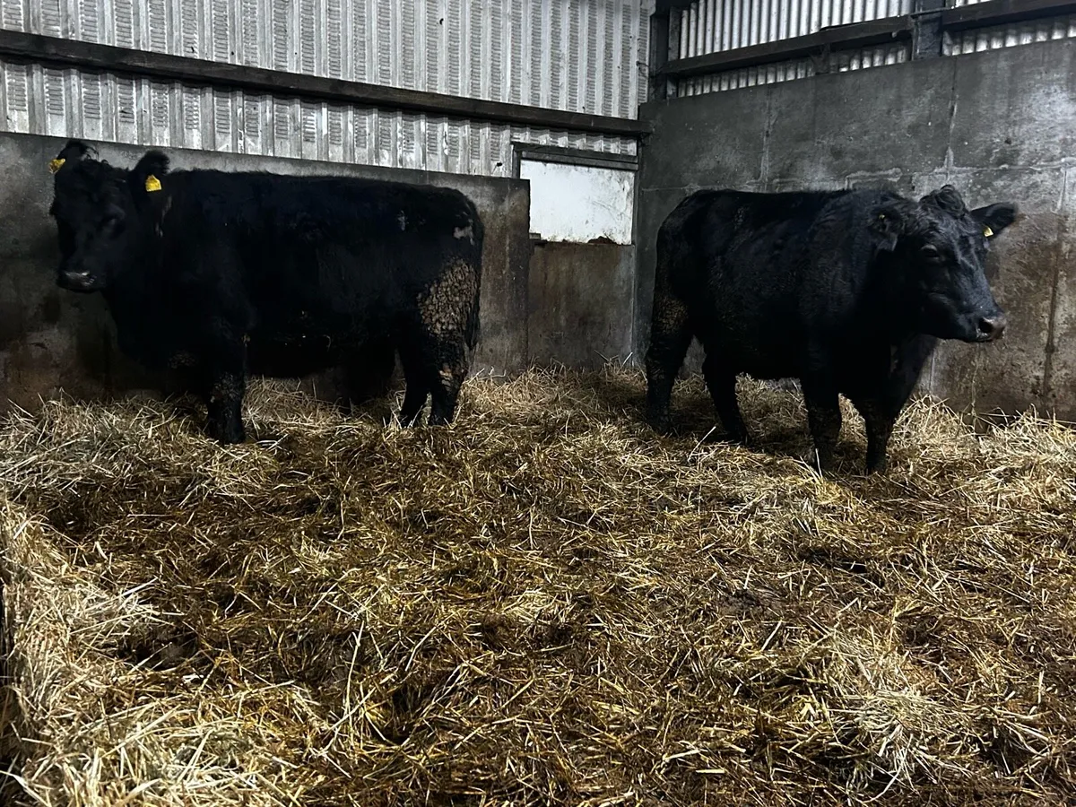 Two Super 5 Star Pedigree Angus In-Calf Cows - Image 1