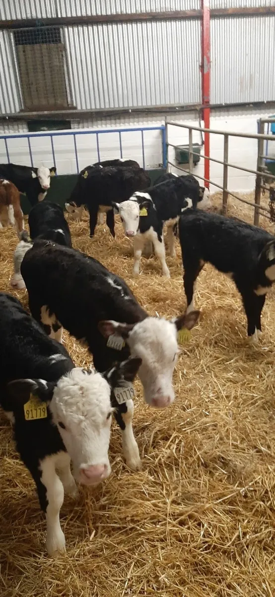14 herdford calves for sale - Image 1