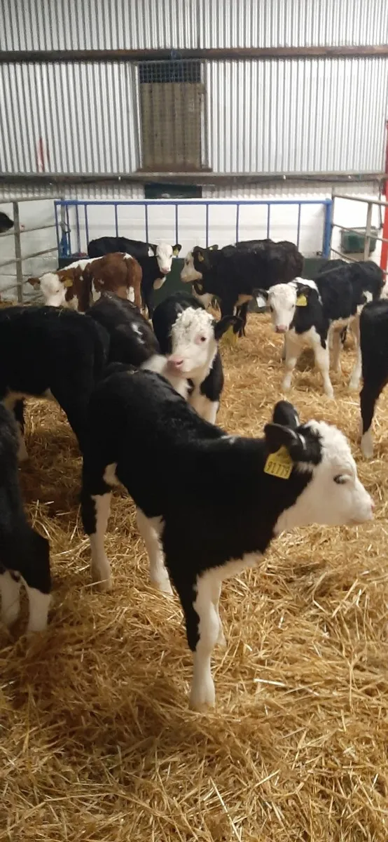 14 herdford calves for sale - Image 2