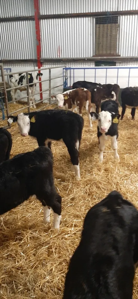 14 herdford calves for sale - Image 4