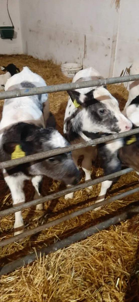 14 BB heifir calves - Image 4