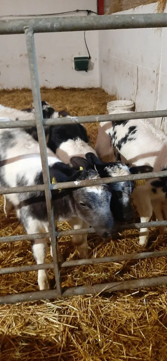 14 BB heifir calves - Image 3
