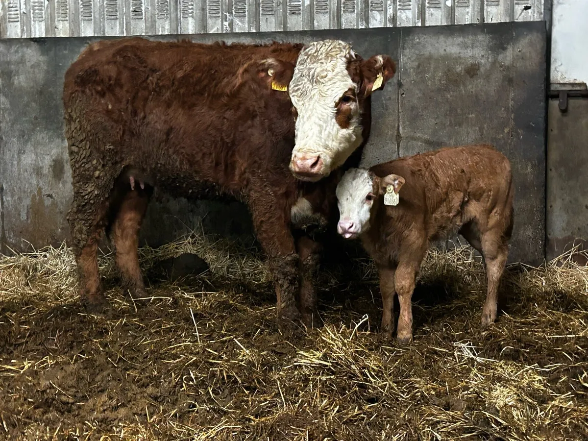 First Calver & U Grade Heifer Calf At Foot - Image 2