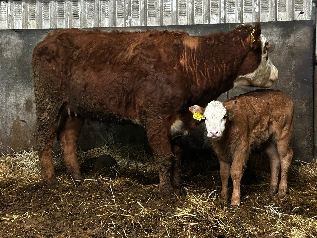 First Calver & U Grade Heifer Calf At Foot - Image 3