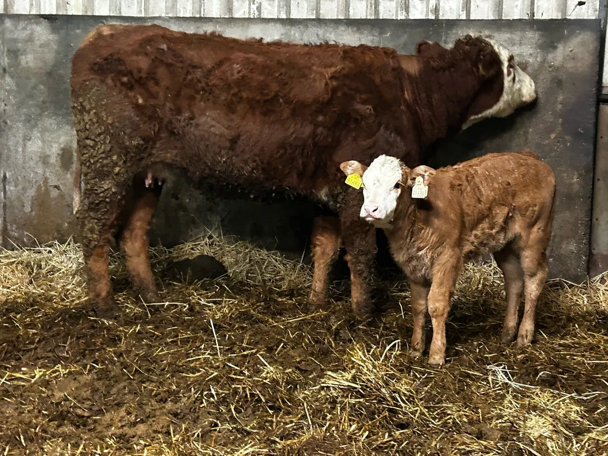 First Calver & U Grade Heifer Calf At Foot - Image 4