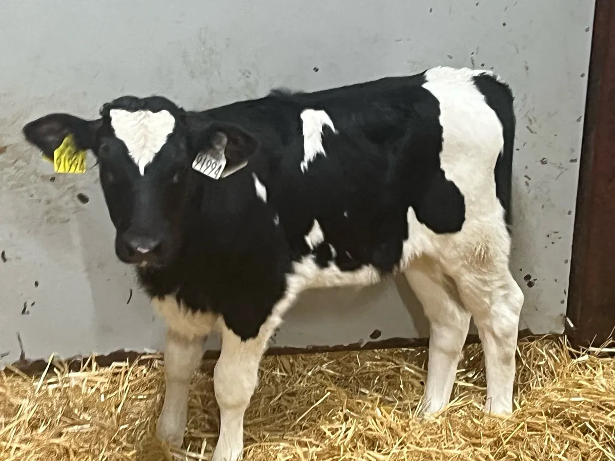 Real Proper FR Heifer Calves - Image 4