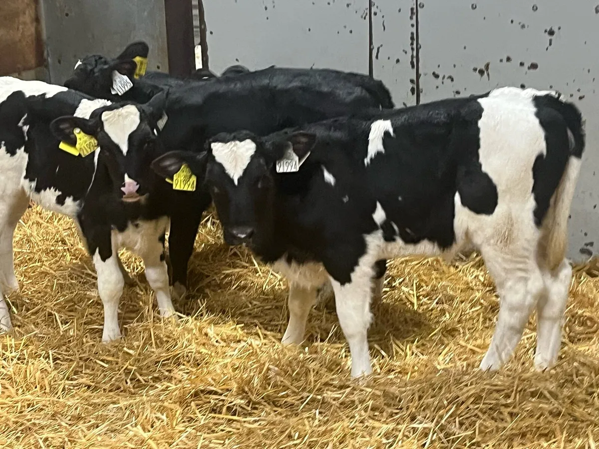 Real Proper FR Heifer Calves - Image 1