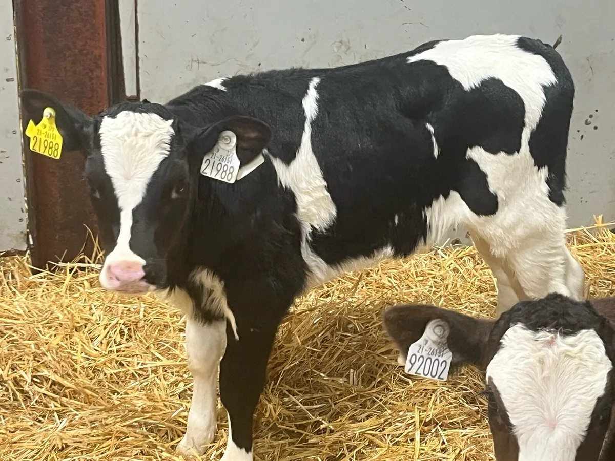 Real Proper FR Heifer Calves - Image 2