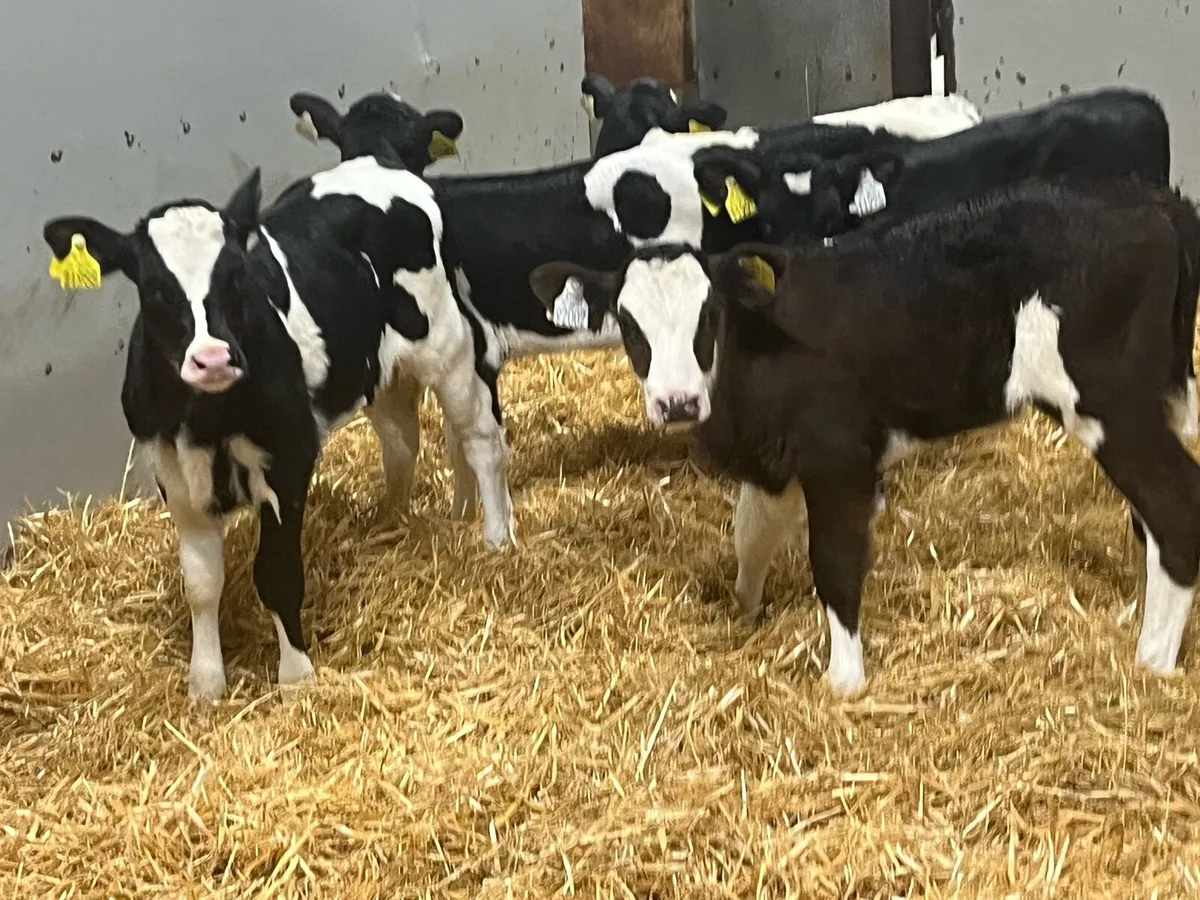 Real Proper FR Heifer Calves - Image 3