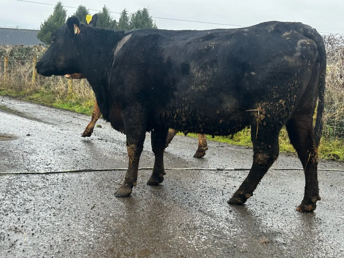 5 Star In-Calf Angus Cow - Image 3