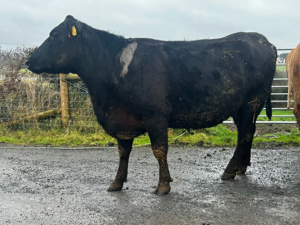 5 Star In-Calf Angus Cow - Image 4