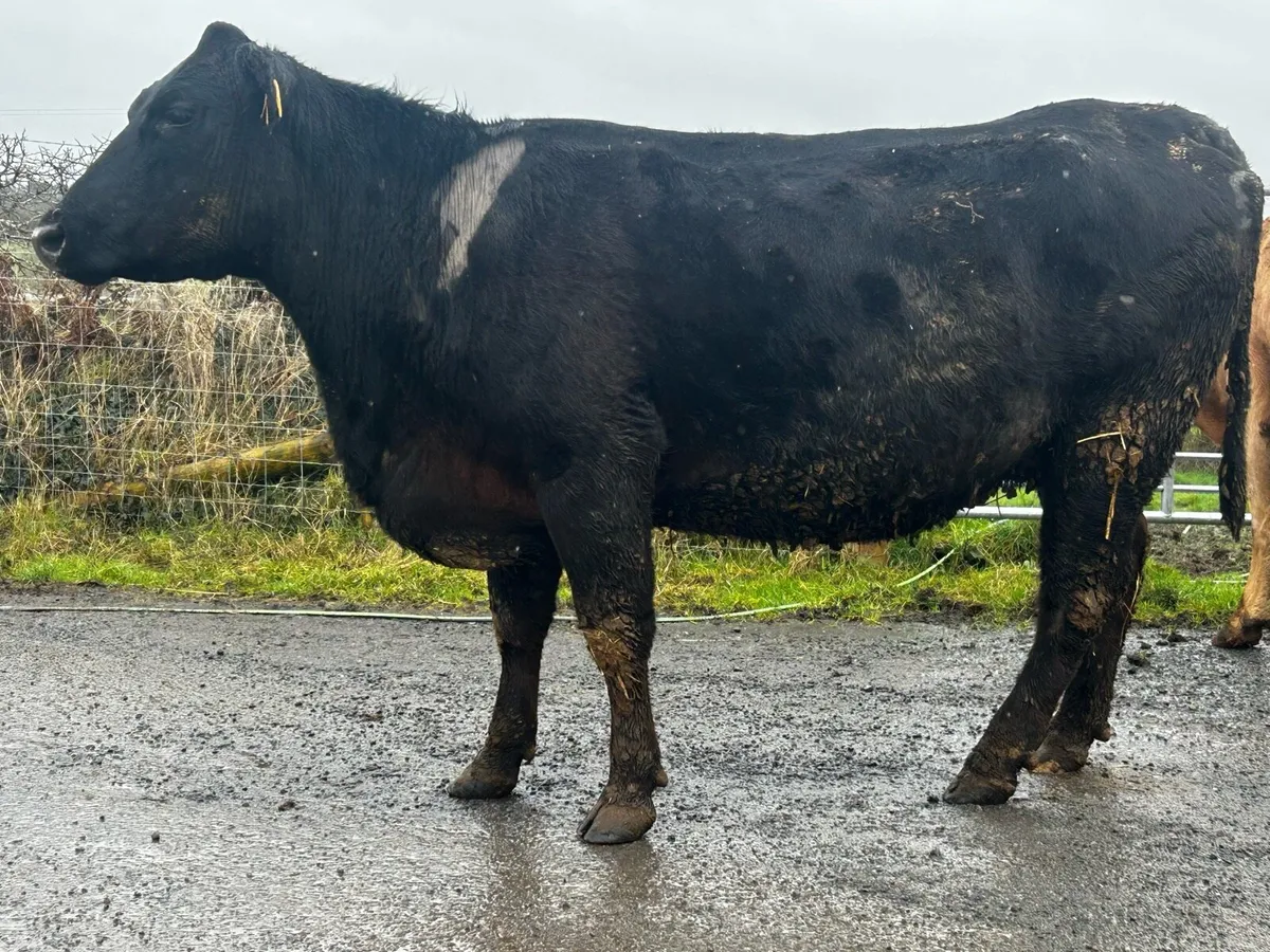 5 Star In-Calf Angus Cow - Image 1