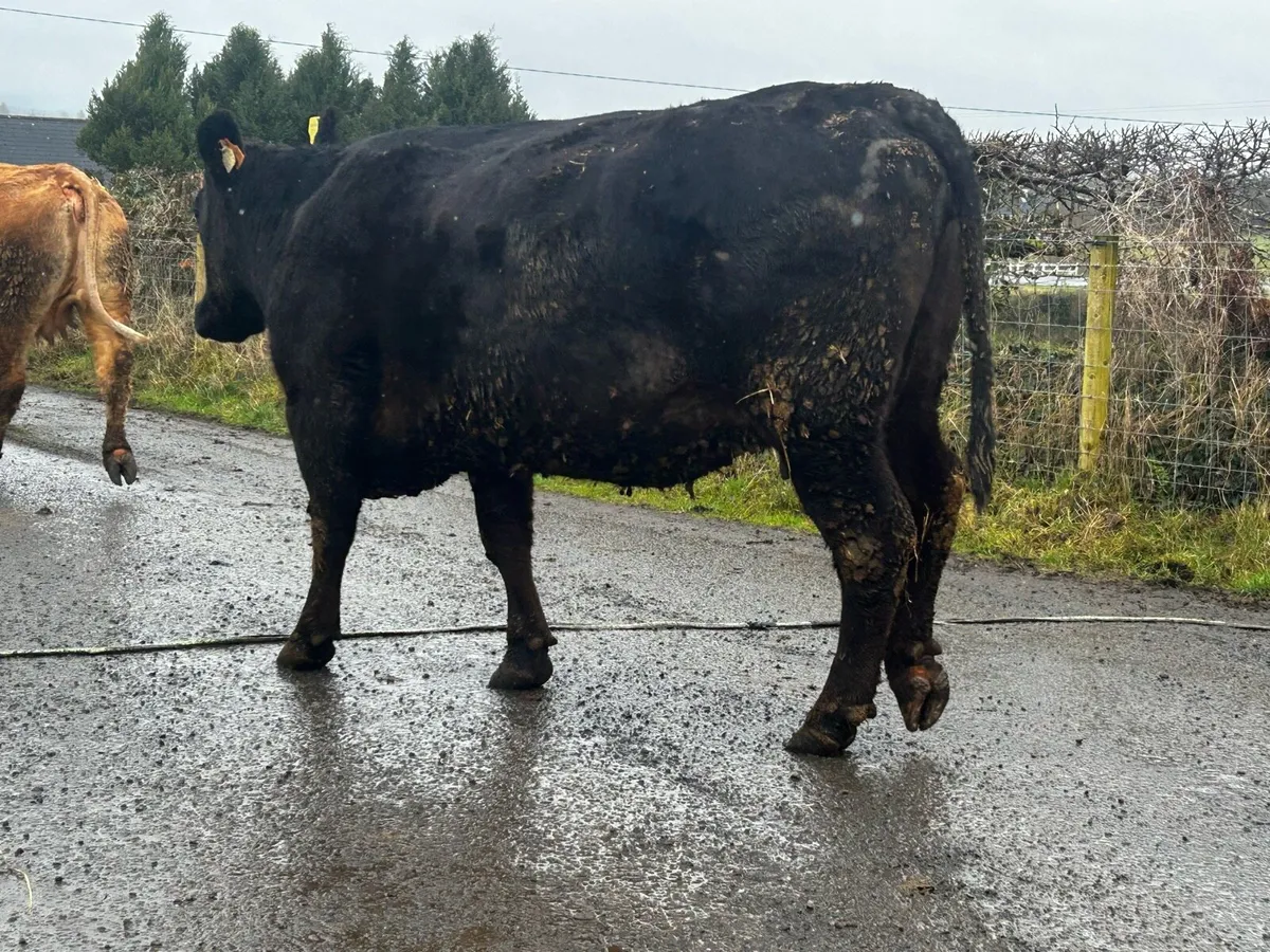 5 Star In-Calf Angus Cow - Image 2