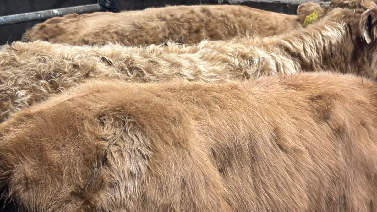 3 Golden Charolais Bull Wealings - Image 2