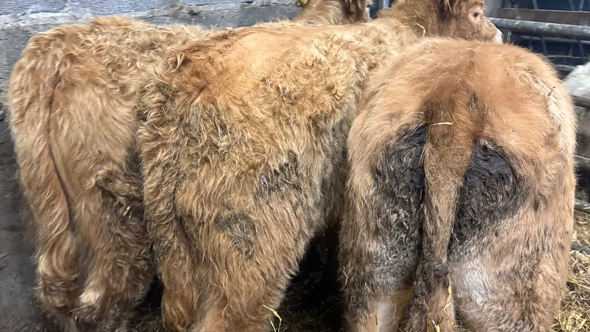 3 Golden Charolais Bull Wealings - Image 3