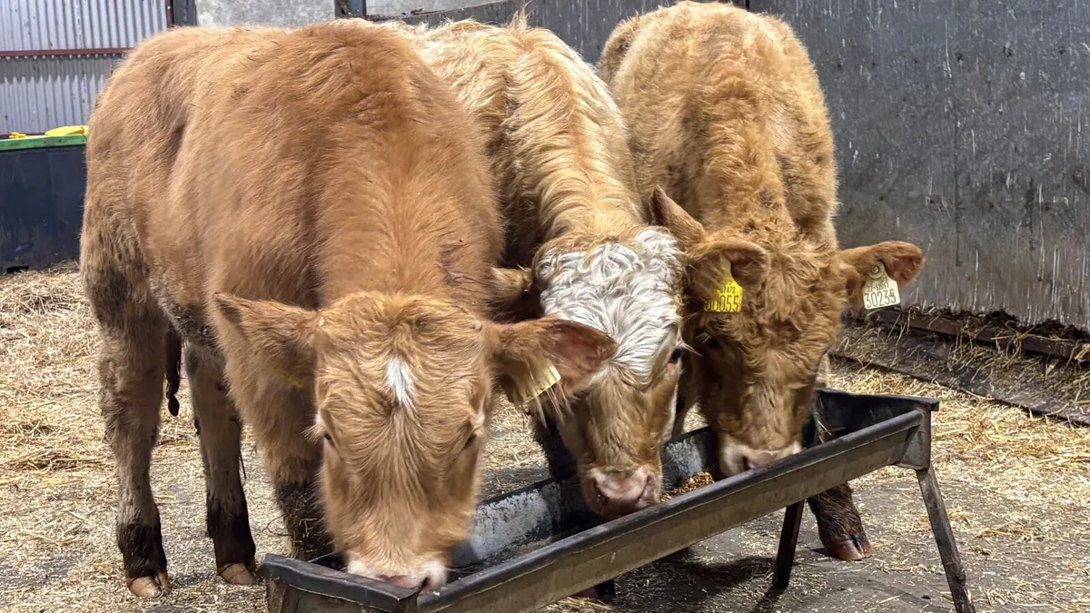 3 Golden Charolais Bull Wealings - Image 1