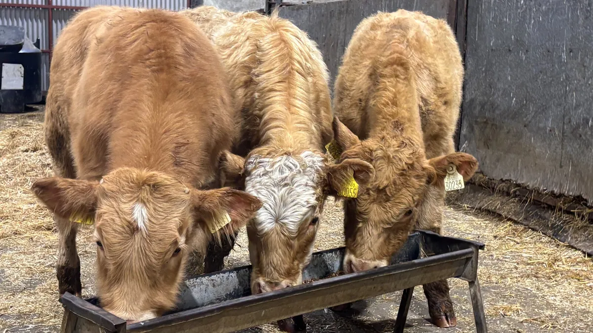 3 Golden Charolais Bull Wealings - Image 4