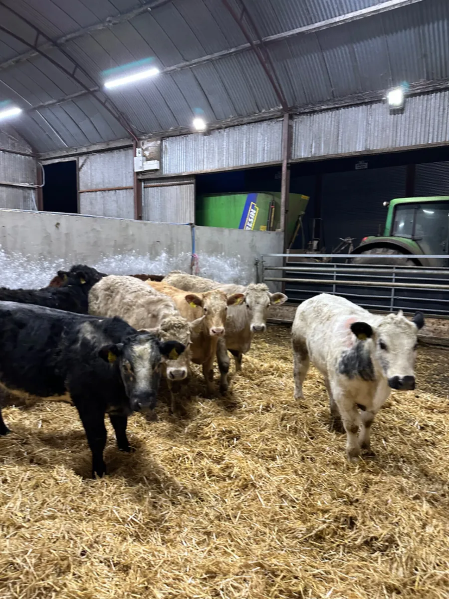 Charolais lim and blue bullocks - Image 1