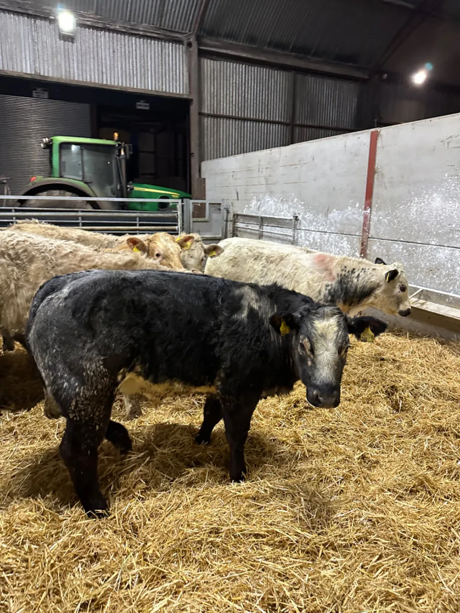 Charolais lim and blue bullocks - Image 2