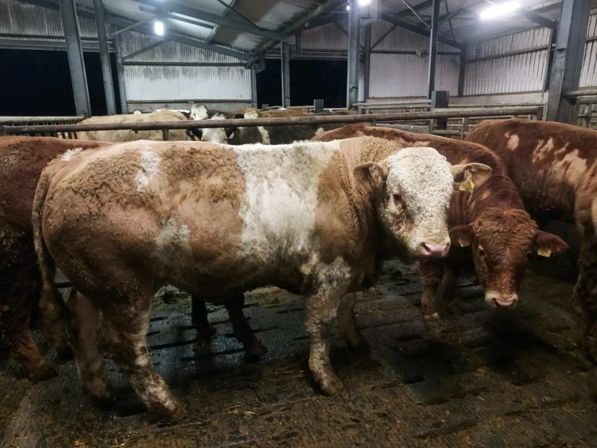 Weanling Bulls - Image 3