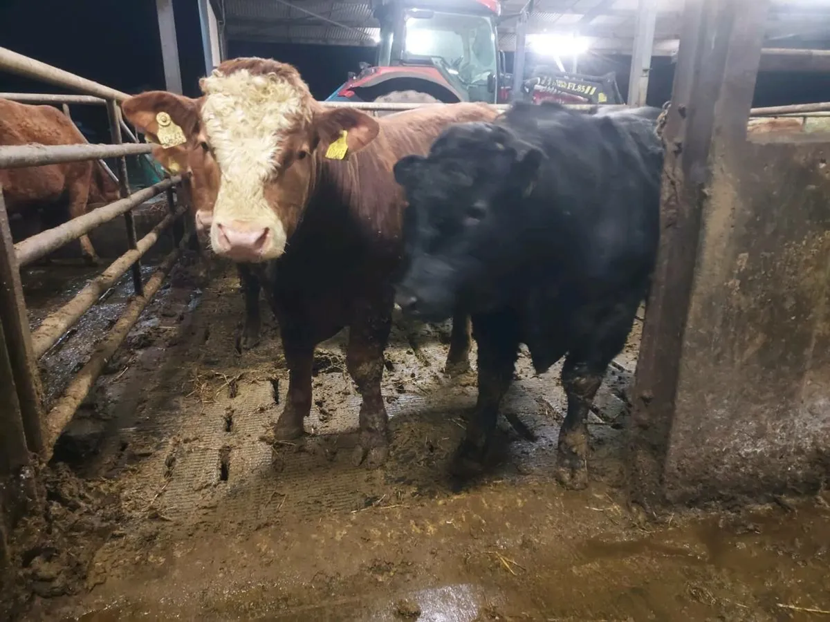 Weanling Bulls - Image 4