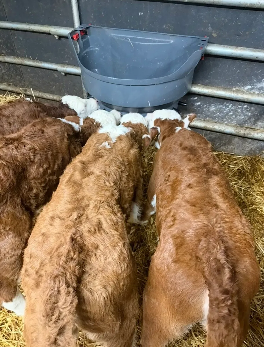 4 super top quality red heifer calves for sale 🔥 - Image 3