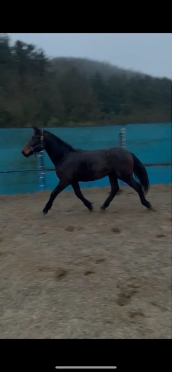 2 Year Old Bay Irish Draught Filly - Image 1