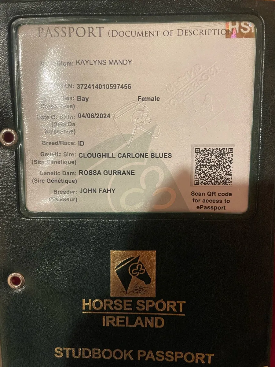 2 Year Old Bay Irish Draught Filly - Image 4