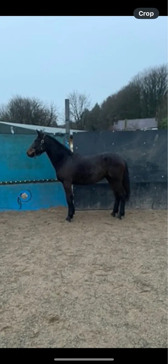 2 Year Old Bay Irish Draught Filly - Image 2