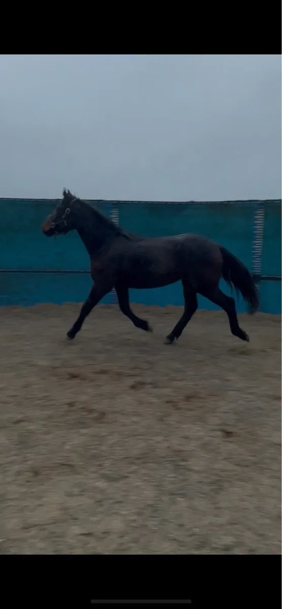 2 Year Old Bay Irish Draught Filly - Image 3