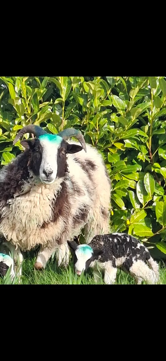 Inlamb Jacob Ewes - Image 1