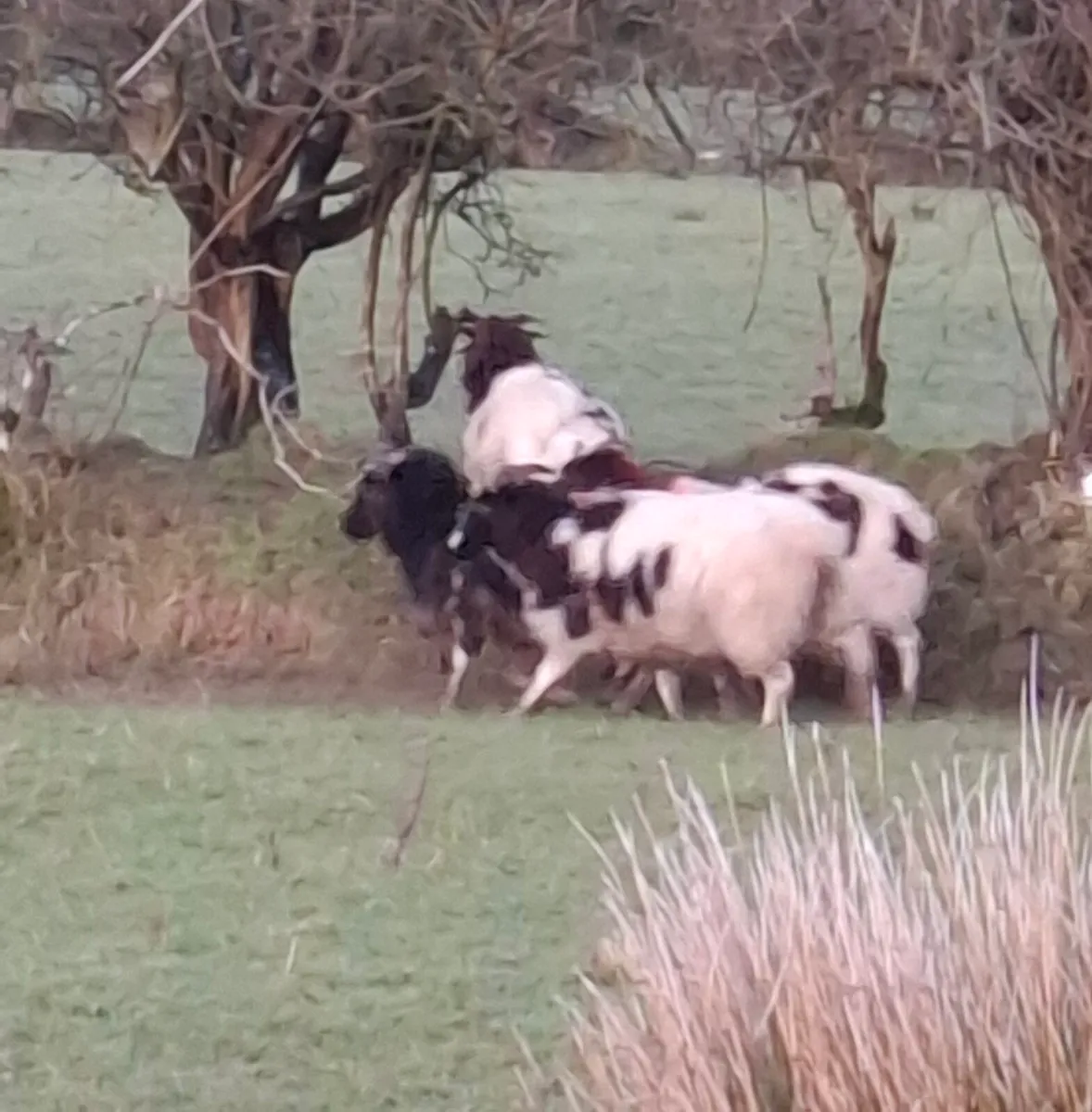 Inlamb Jacob Ewes - Image 2