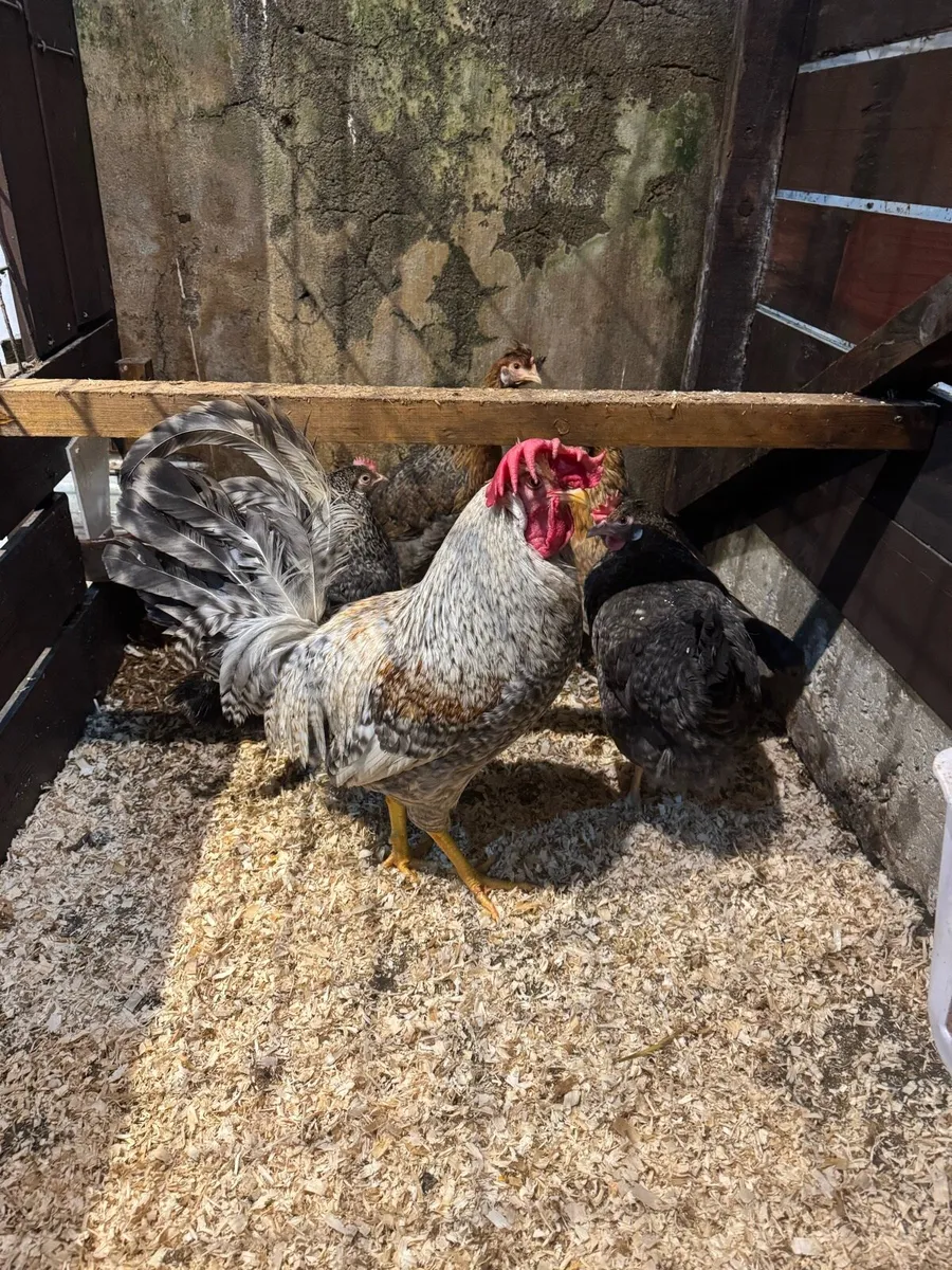 Hen eggs, Exchequer leghorn, Blue/lavender leghorn - Image 3