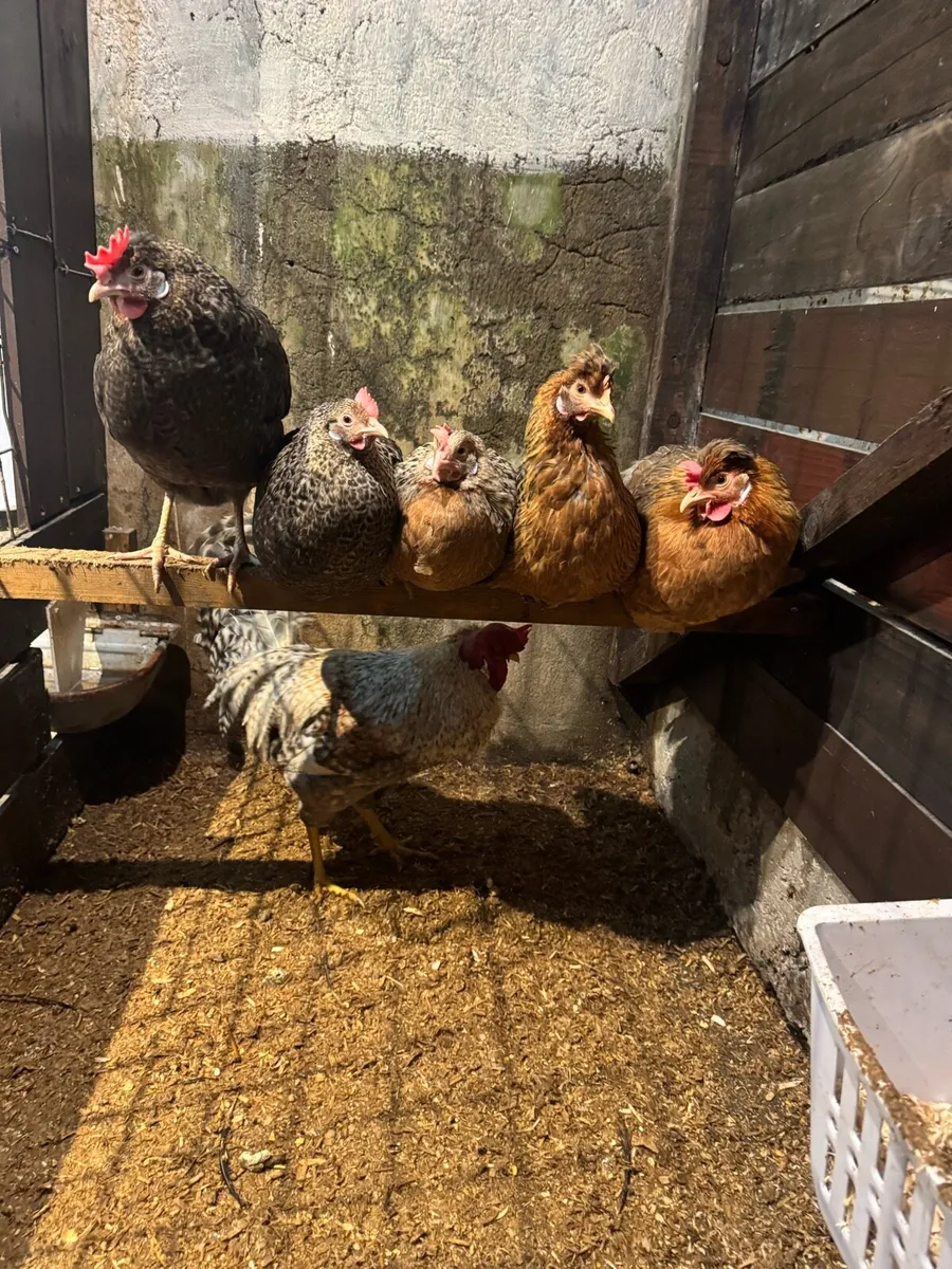 Hen eggs, Exchequer leghorn, Blue/lavender leghorn - Image 4