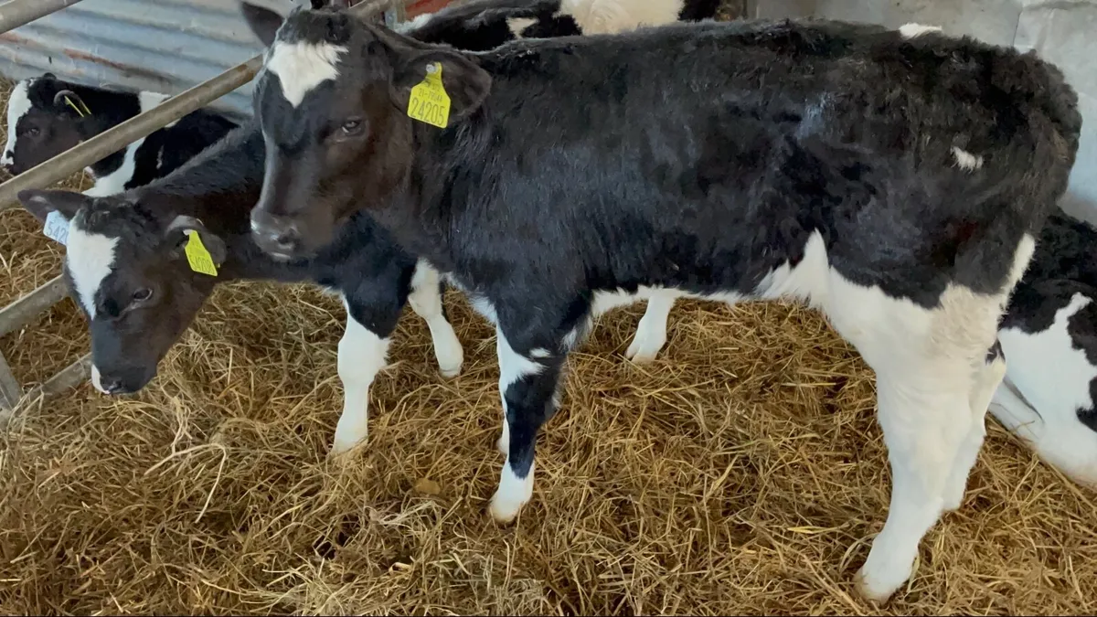 FR Heifer Calves