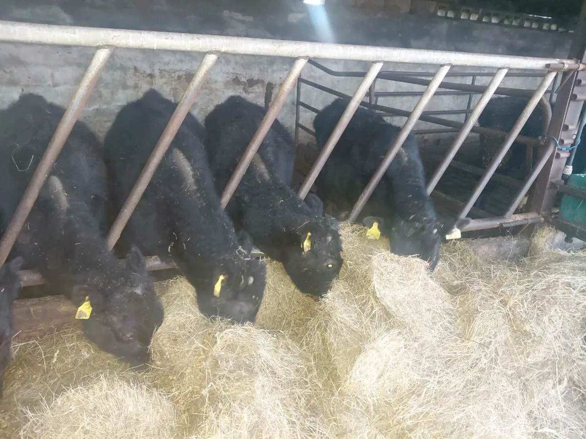 Bulls and Heifers - Image 4