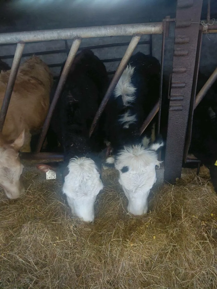 Bulls and Heifers - Image 2