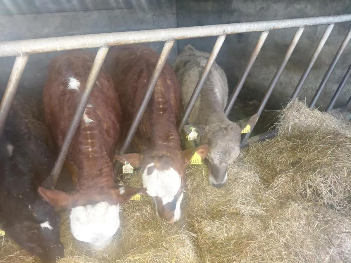 Bulls and Heifers - Image 3