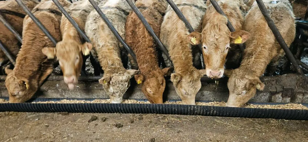 32 Exceptional Heifers for Grass.!! - Image 1